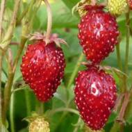 Саженец Земляника лесная Александрия в контейнере